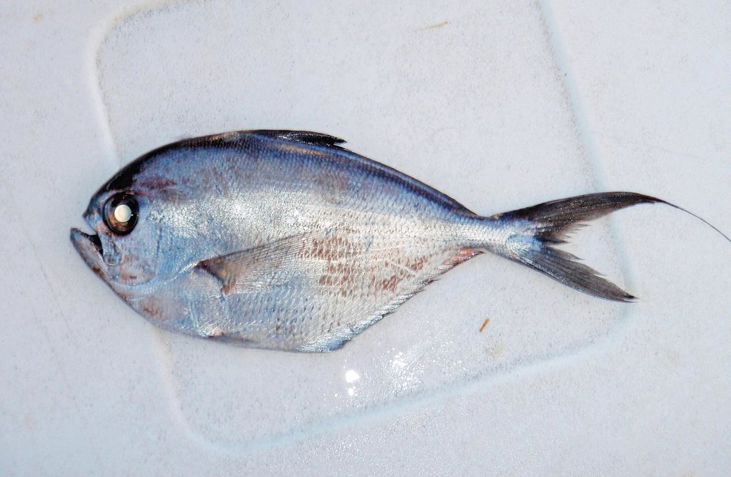 Strange Fishes from the Deep — Spotted Unicornfish and More