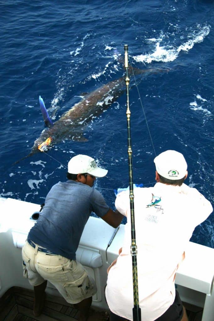 NOAA Fisheries Implements Billfish Conservation Act