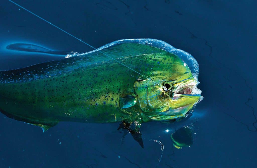 Mahi! Secret Strategies of Four Experts