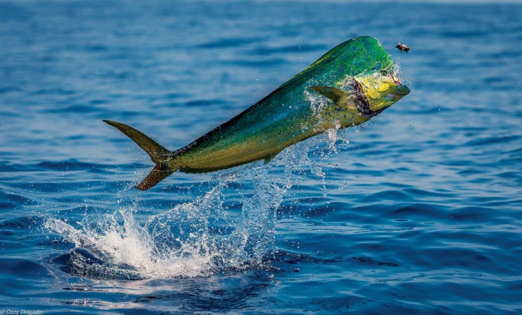 Mahi! Secret Strategies of Four Experts