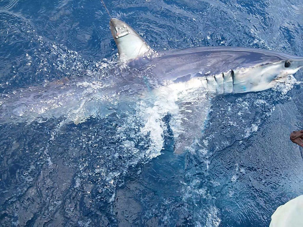 Mako Sharks to Predict Next Florida Governor and U.S. Senator