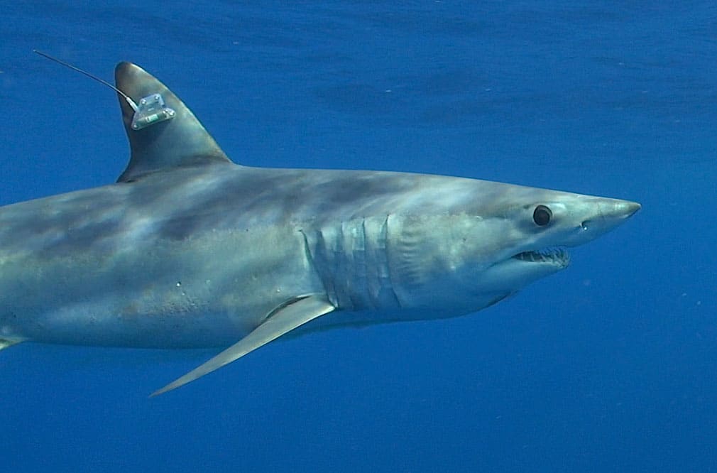 Mako Sharks to Predict Next Florida Governor and U.S. Senator