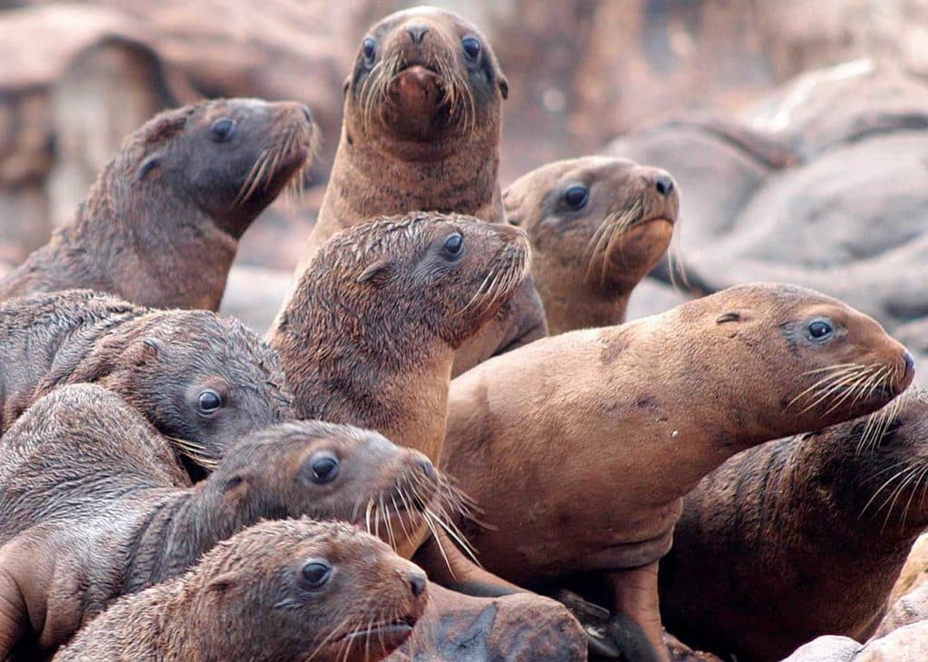 Sea Lions Harass West Coast Fishermen