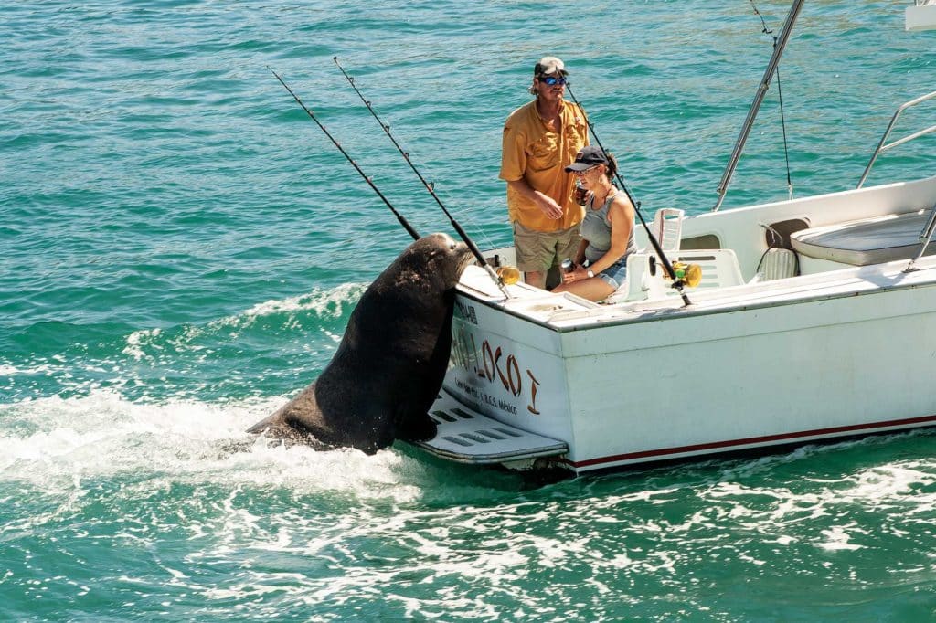 Sea Lions Harass West Coast Fishermen