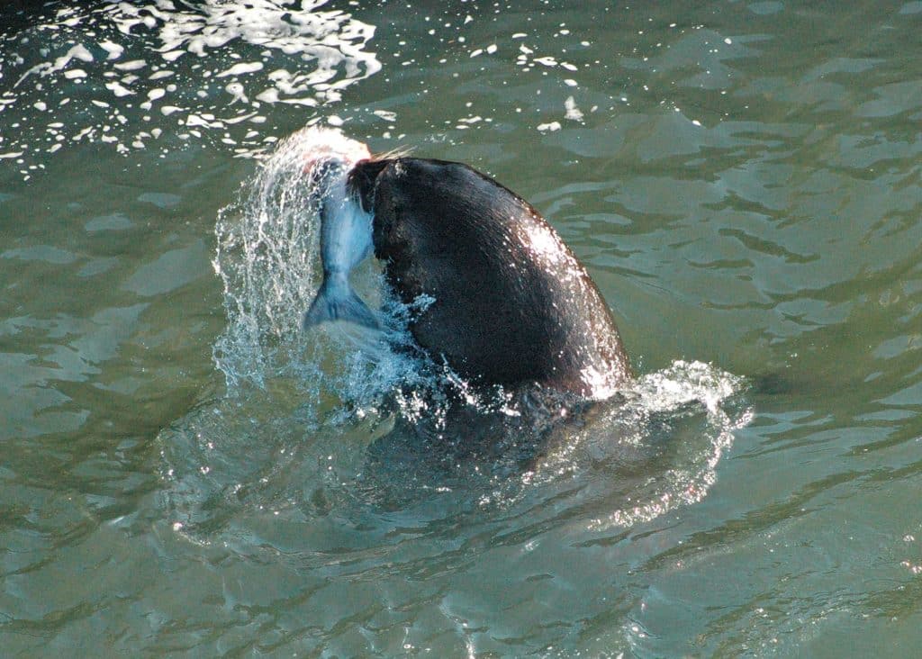 Sea Lions Harass West Coast Fishermen