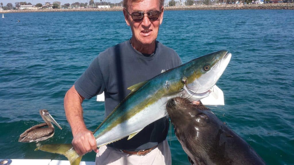 Sea Lions Harass West Coast Fishermen