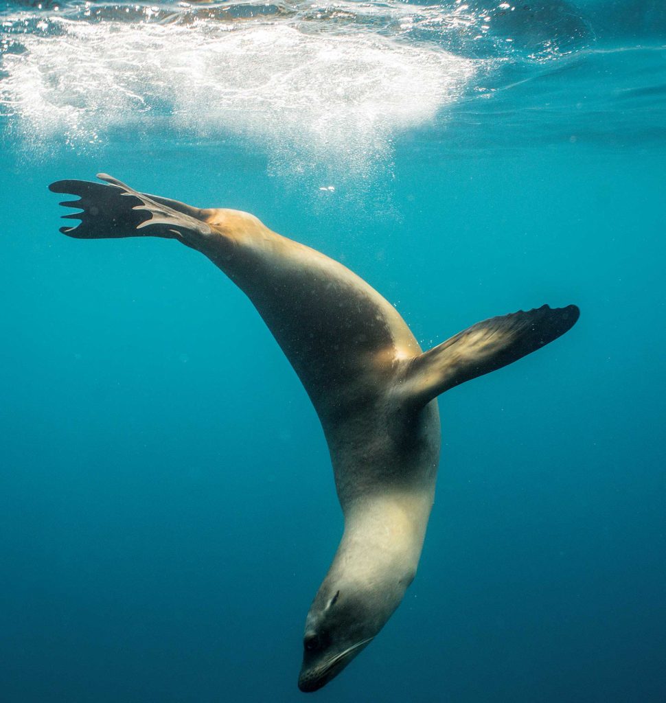 Sea Lions Harass West Coast Fishermen