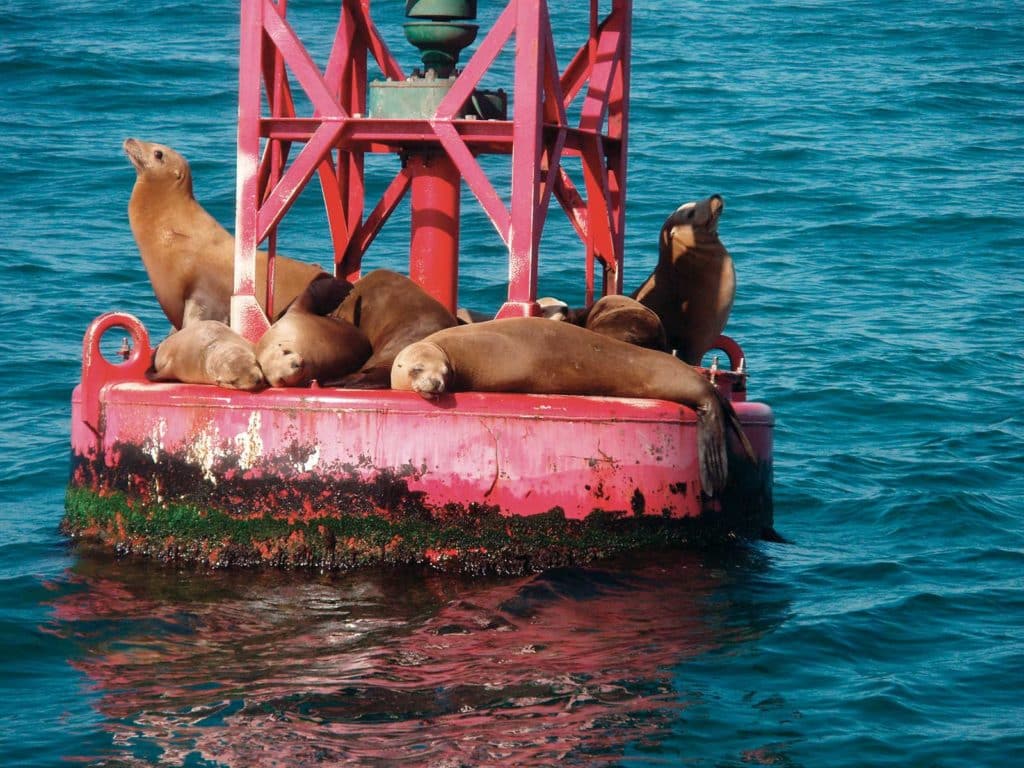 Sea Lions Harass West Coast Fishermen