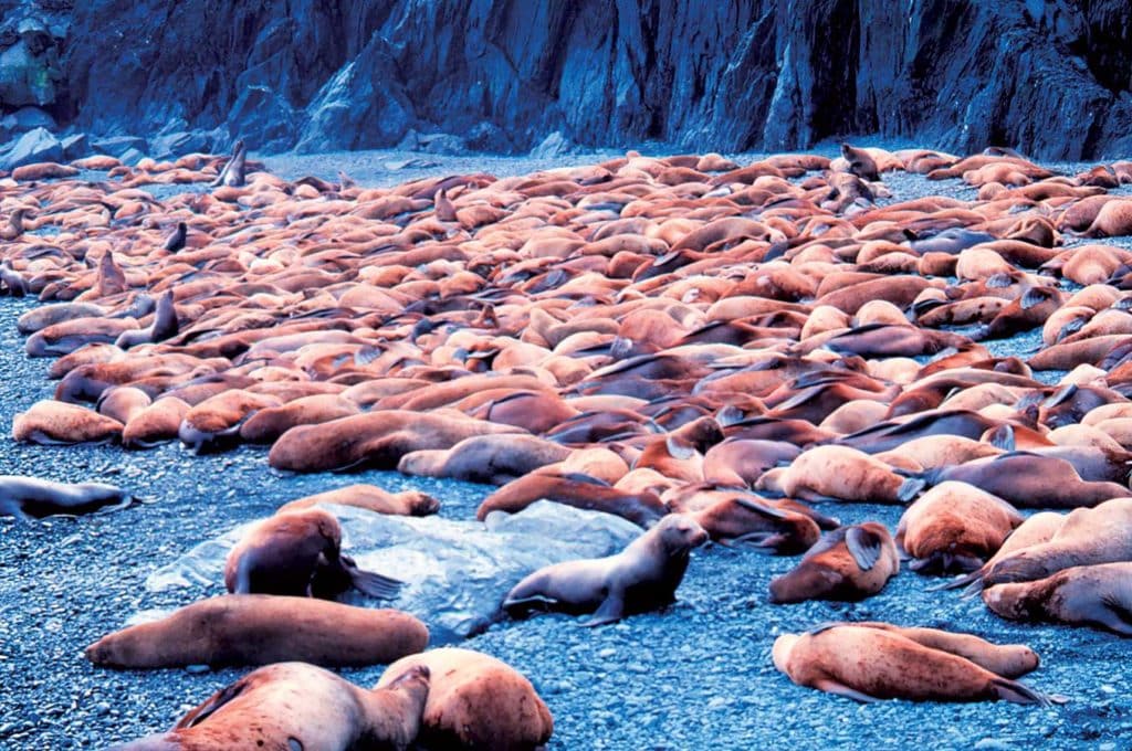 Sea Lions Harass West Coast Fishermen