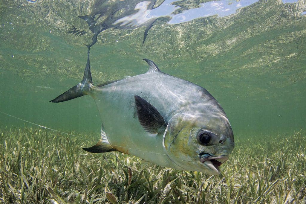 Permit cruising Biscayne Bay