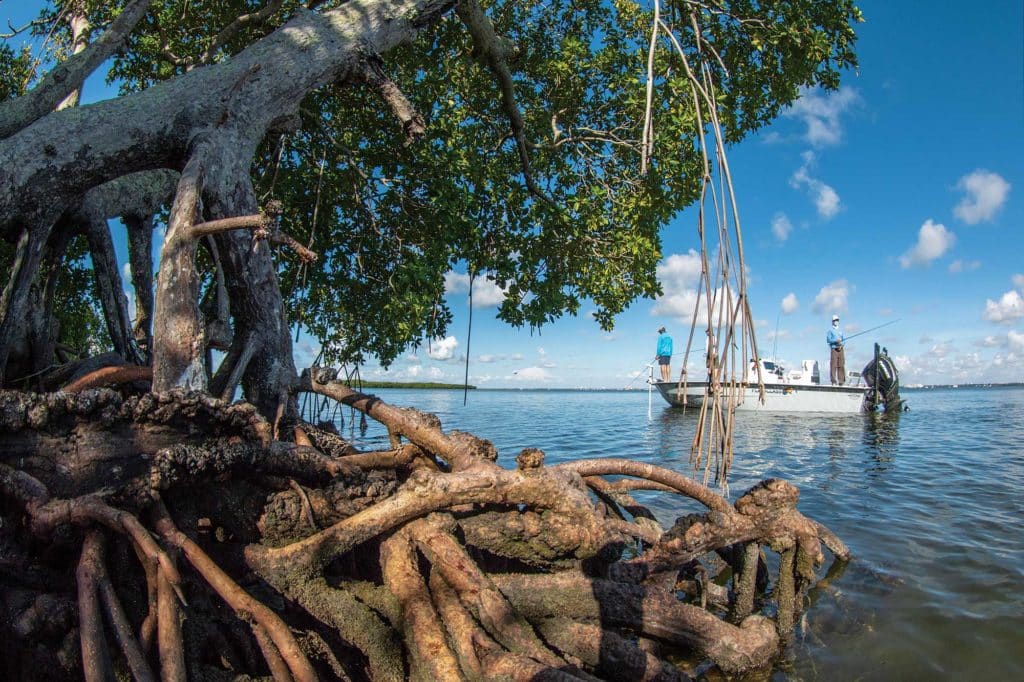 Clear water around Biscayne Bay mangroves