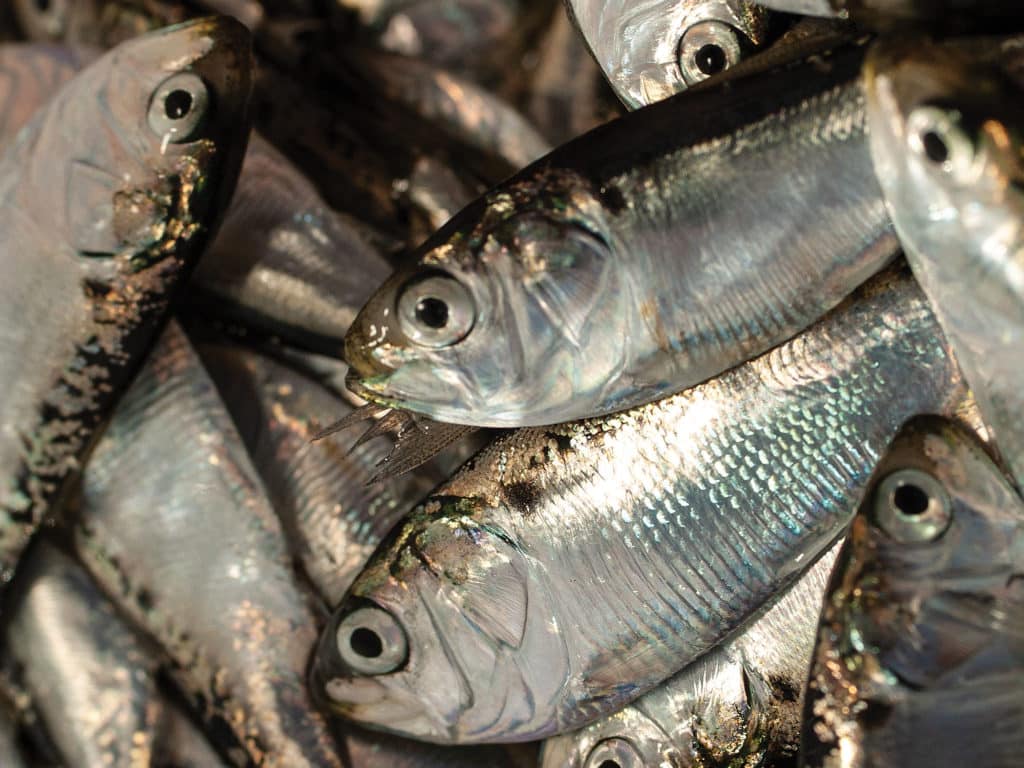 Dead baits used to catch a number of fish species