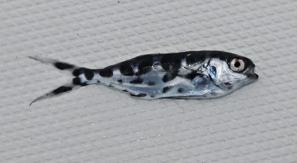 Juvenile man-of-war fish caught off Port Canaveral
