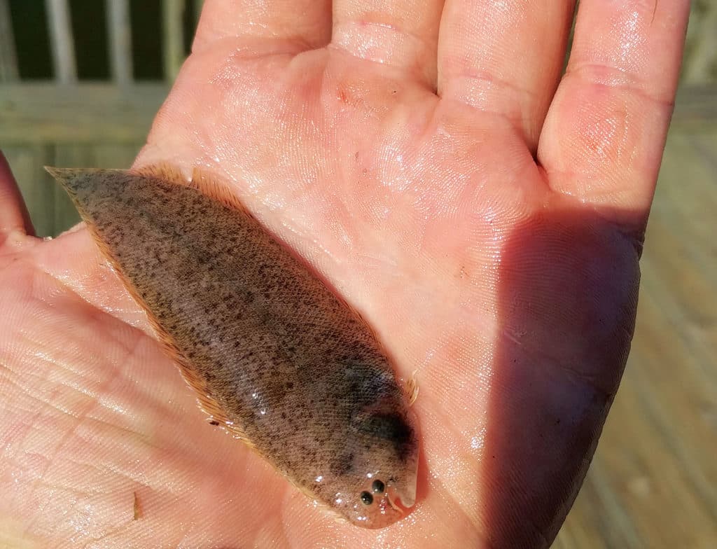 Tonguefish netted in Murrells Inlet