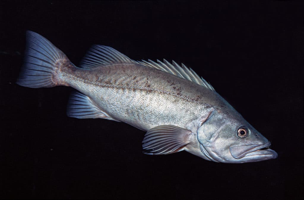 Rockfish off the SoCal coast