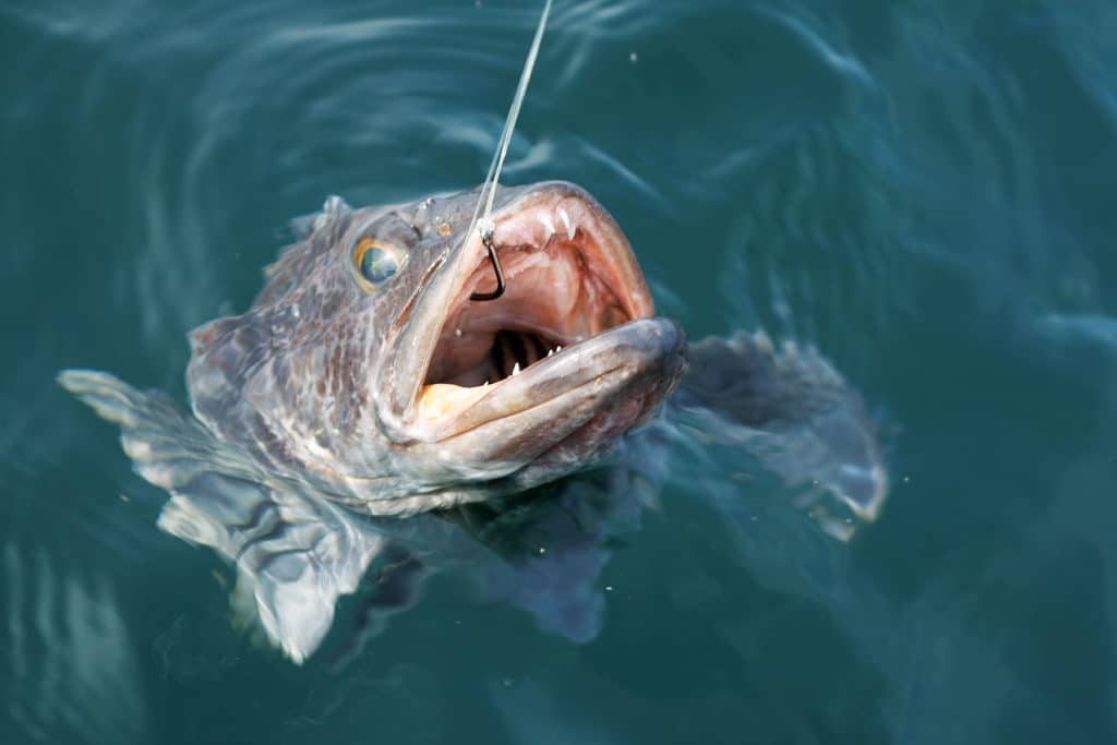 New bottomfishing areas offer rockfish opportunities