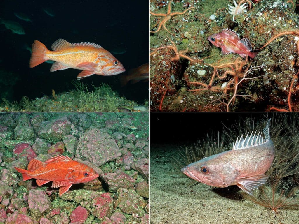 Collection of rockfish
