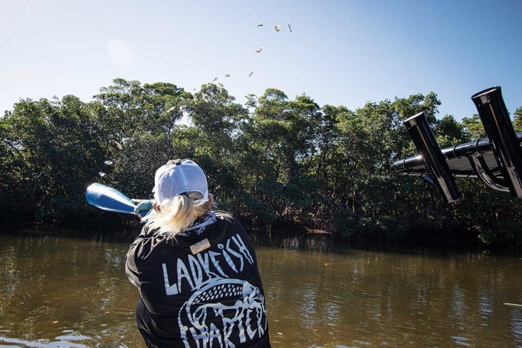 Tossing chum to mangroves for snook