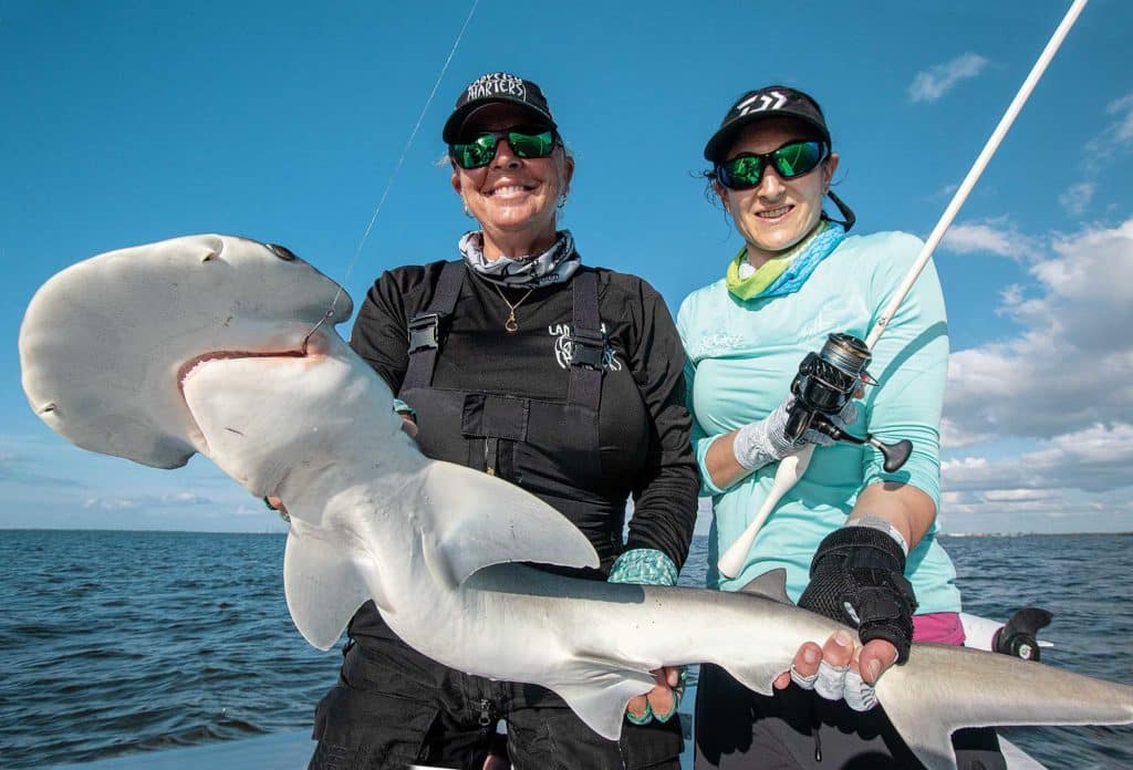 Bonnethead shark caught in Tampa Bay