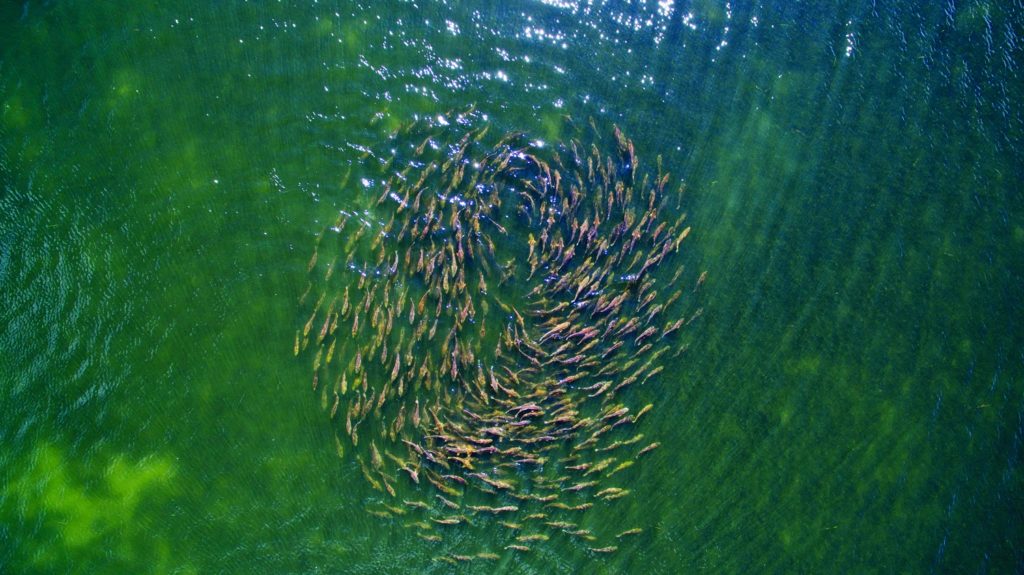 Drones and fishing -- schooling bull reds from the air