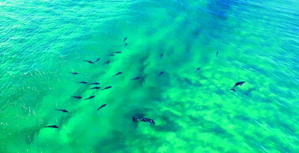 Drones and fishing -- longtail tuna off Australia coast