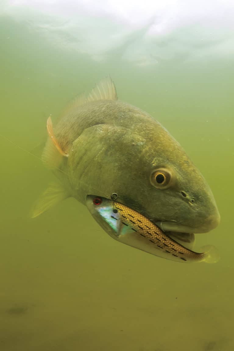 Redfish eating swimbait