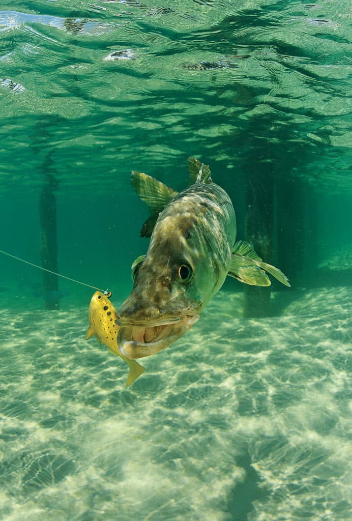 snook fishing