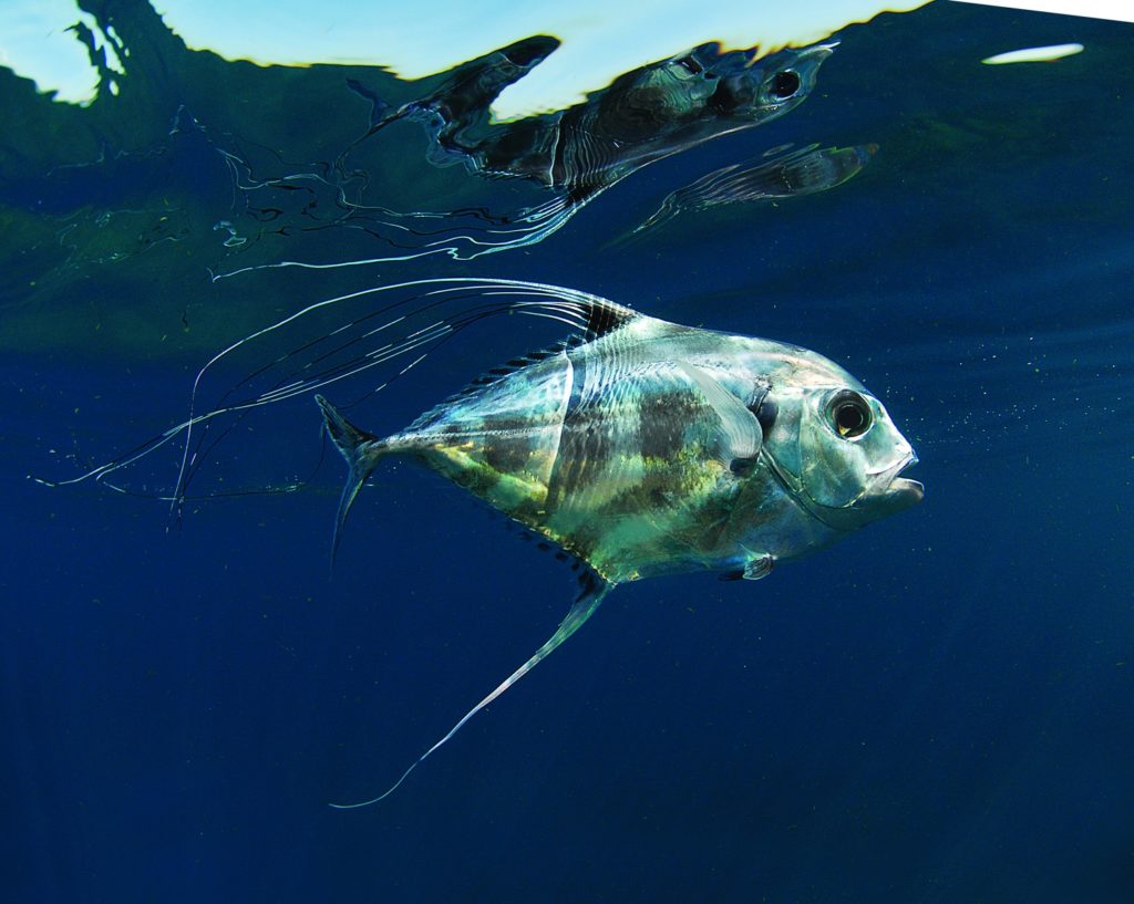 Strange Fishes from the Deep - African pompano