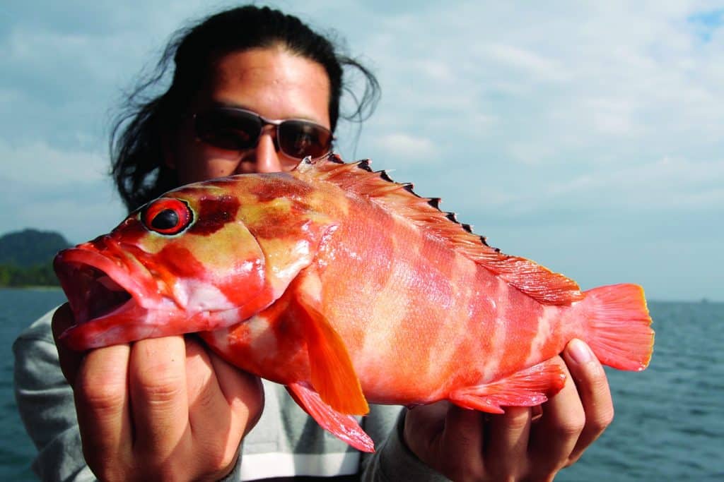 Strange Fishes from the Deep - blacktip grouper