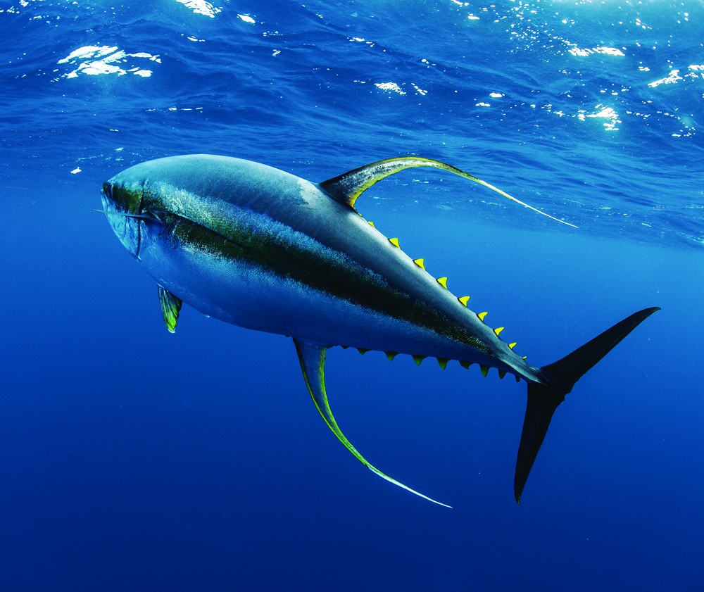 Free-swimming yellowfin tuna shows grace and power