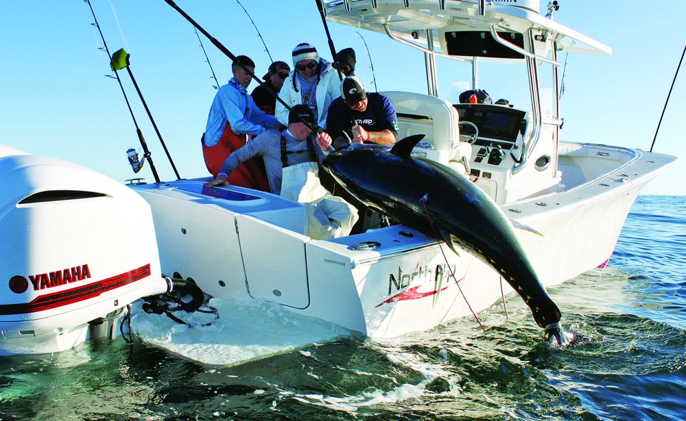 It takes a crew to muscle aboard a giant bluefin.