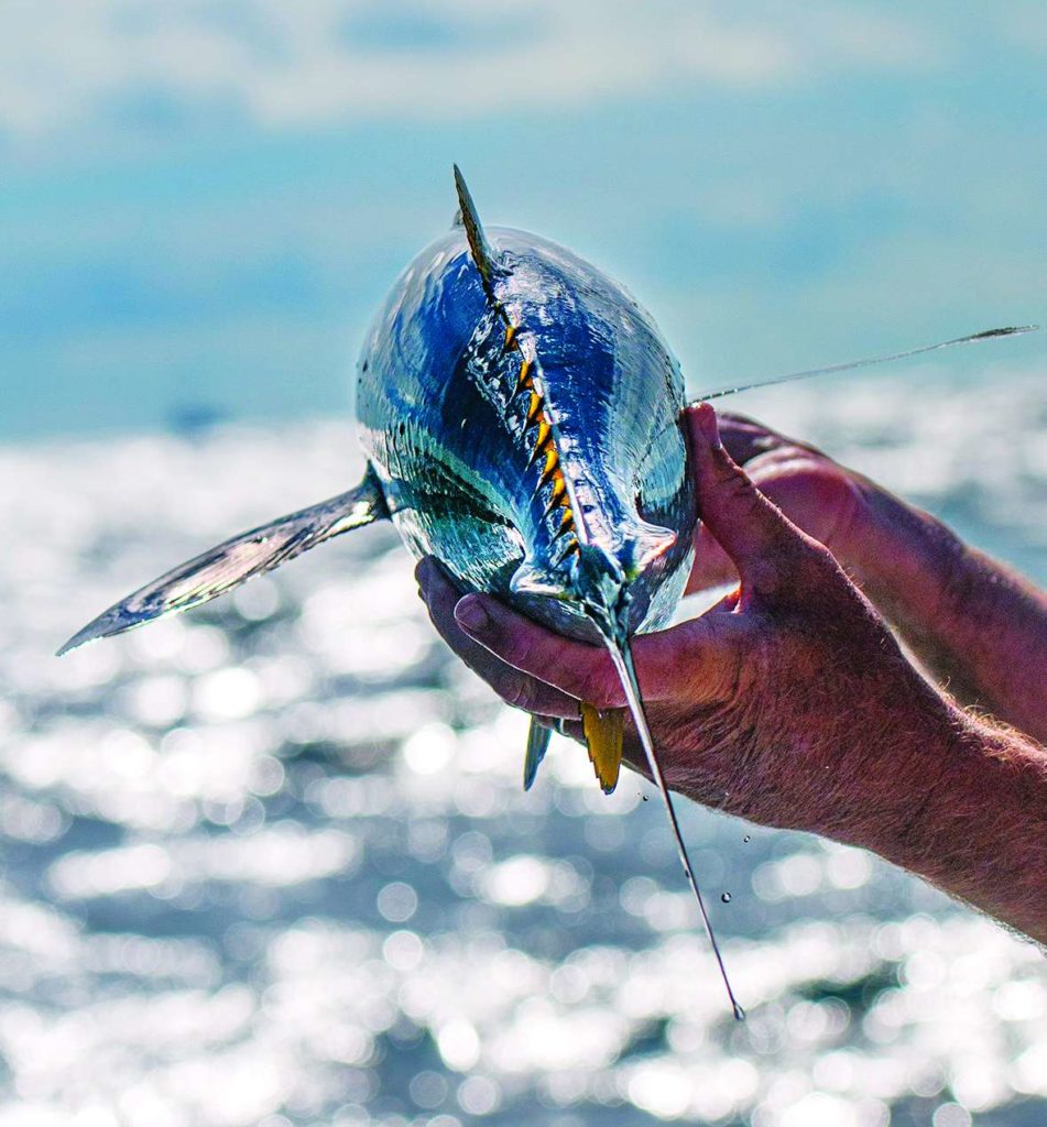 Tunas are like swimming torpedoes