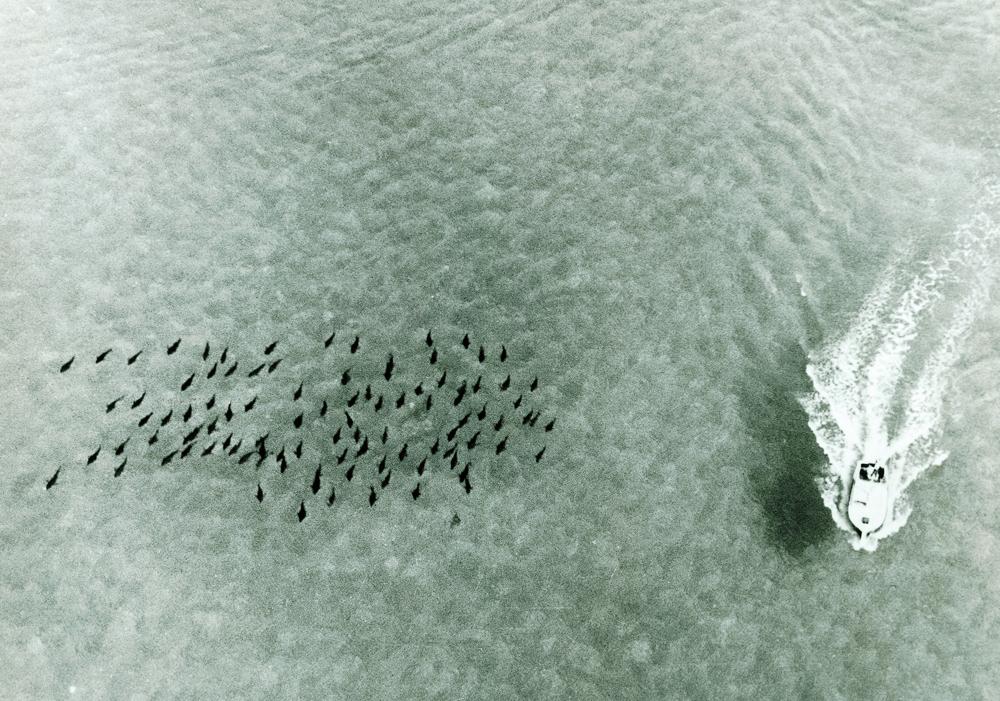 Historic aerial photo showing annual migratin of giant bluefin tuna through shallows off Bimini, Bahamas