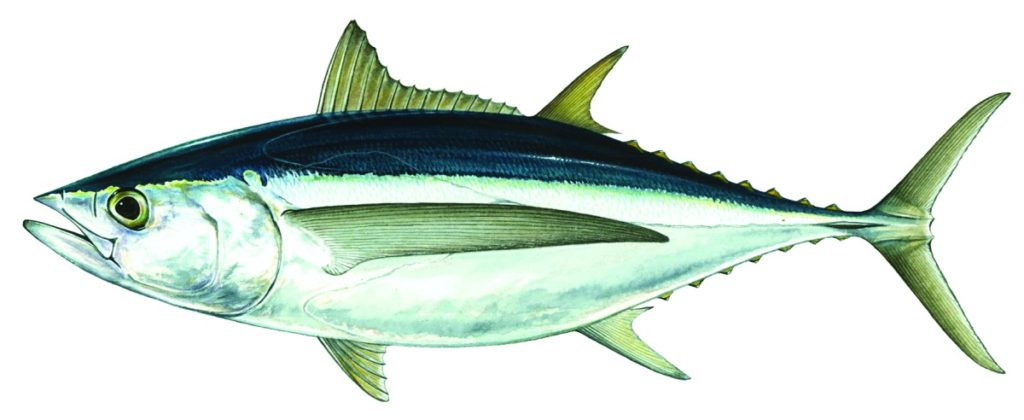 A true albacore tuna