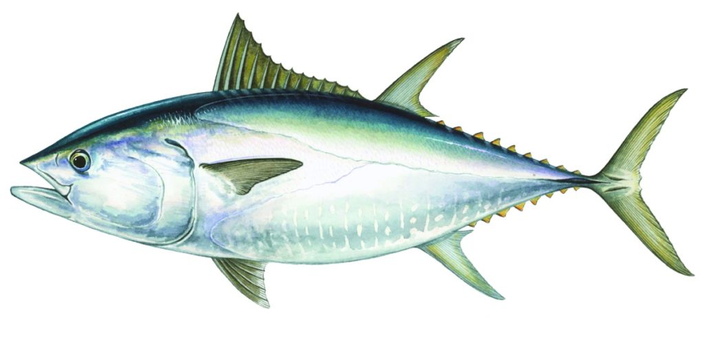 BlueWater magazine - World record yellowfin! The largest yellowfin