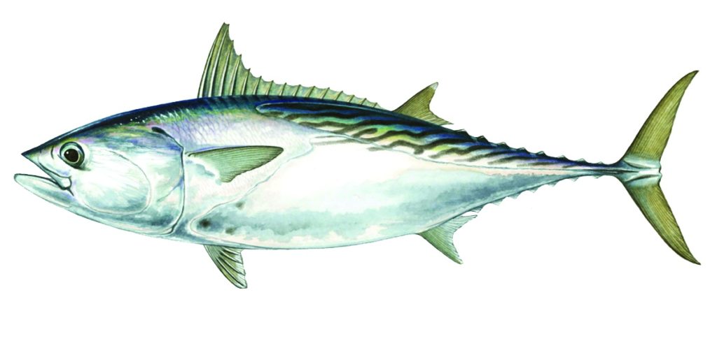 Kawakawa tuna