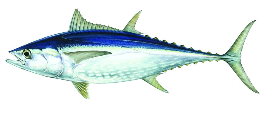 Longtail tuna