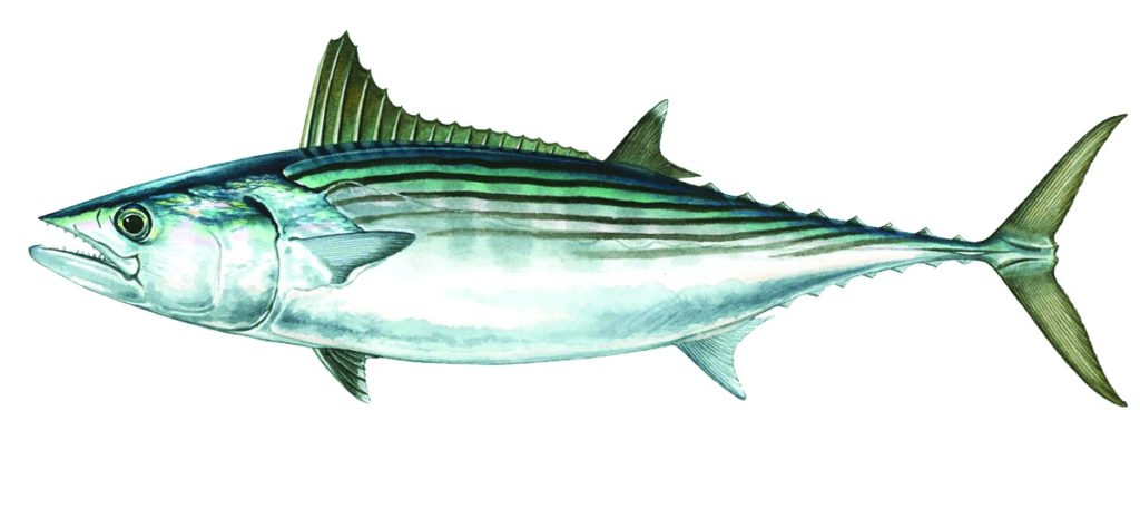 Pacific bonito