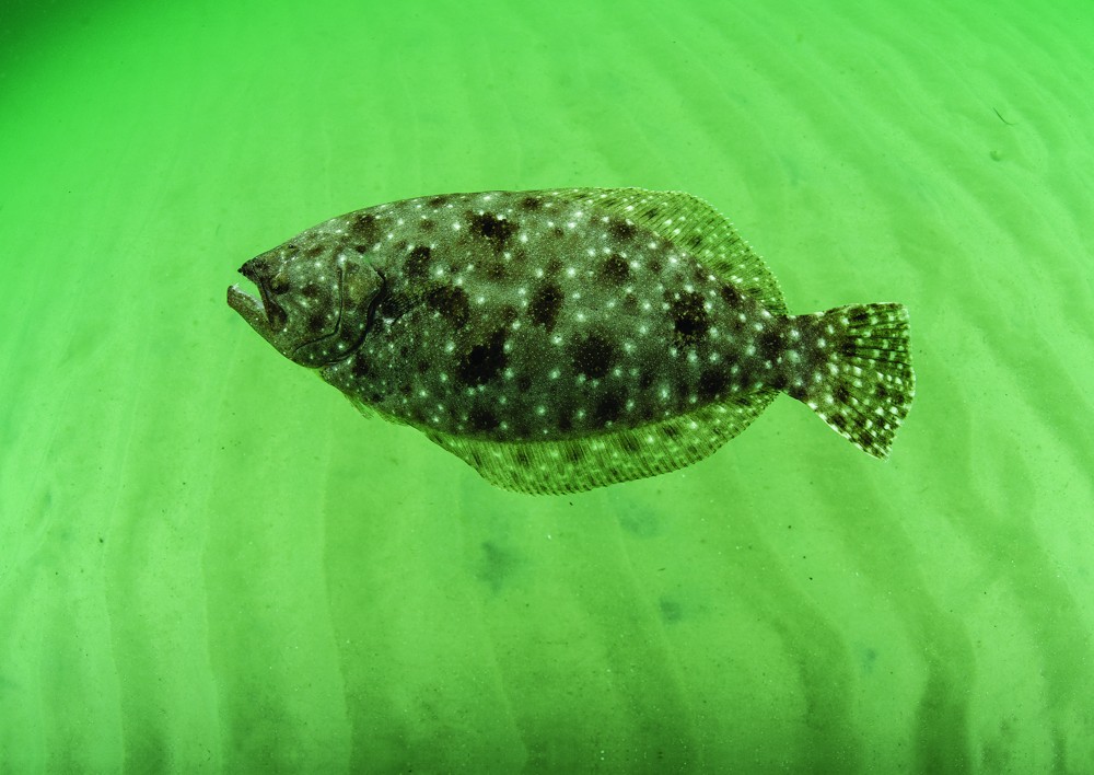 Underwater view of a gulf flounder