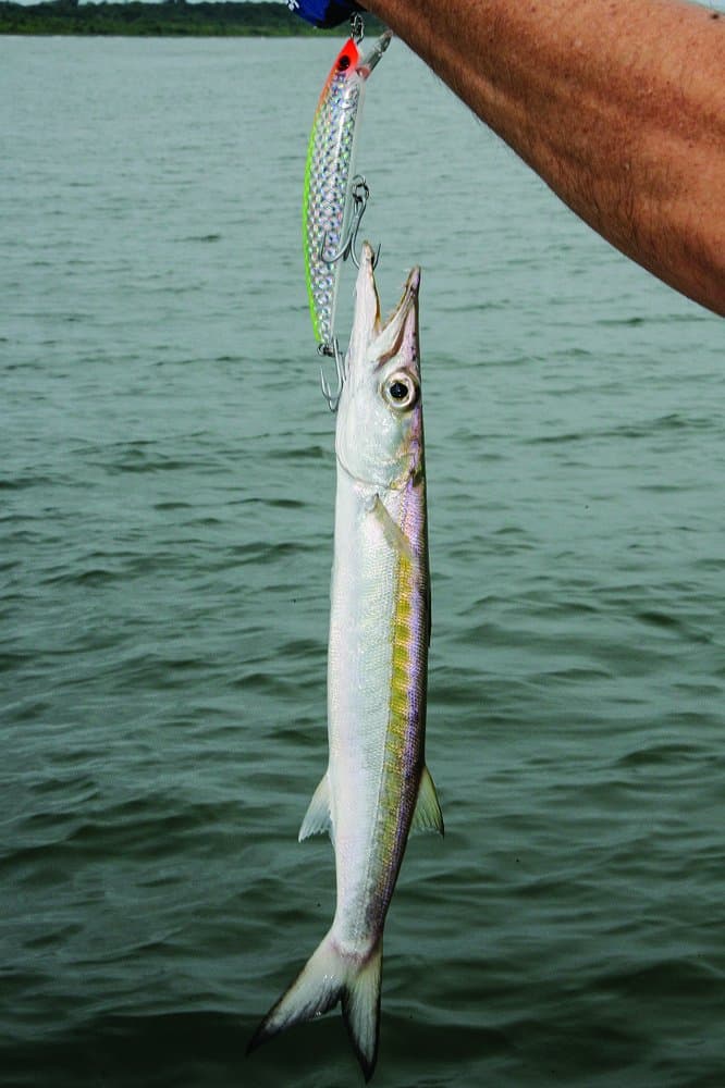 A guaguanche barracuda from Panama