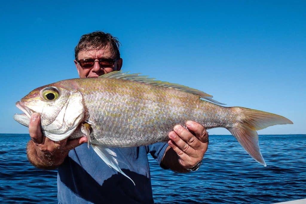 Goldbanded Jobfish