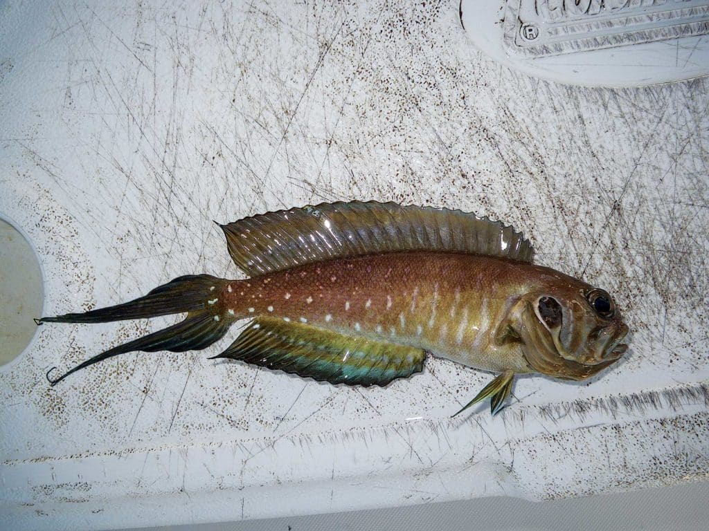 Longtailed Jawfish