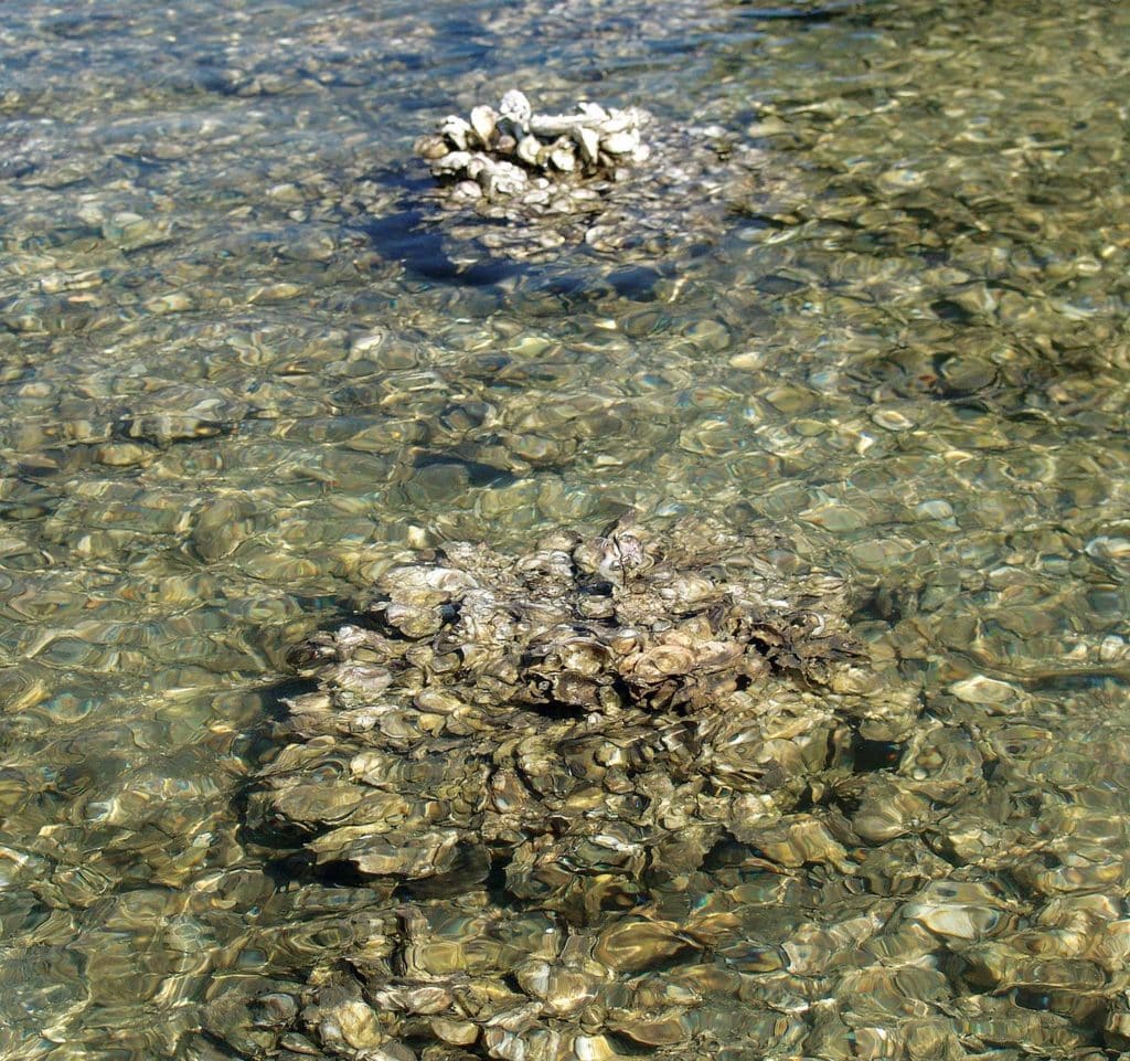 Tides Are Key to Fishing Oyster Bars