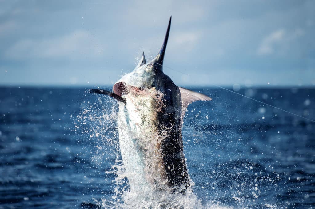 Panama Black Marlin: One Angler's Billfish-Slam Quest