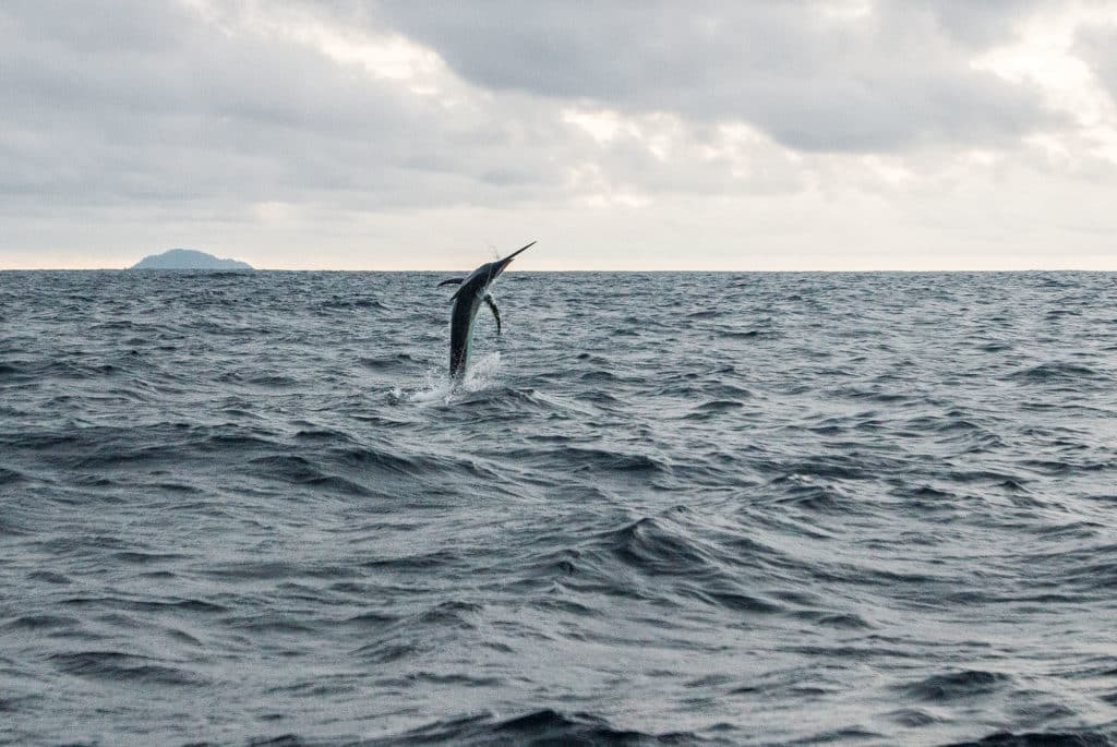 Panama Black Marlin: One Angler's Billfish-Slam Quest