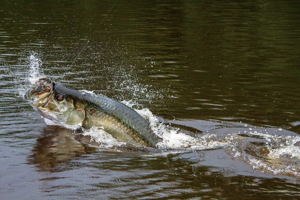 Find and Catch Tarpon Deep in Florida's Backcountry