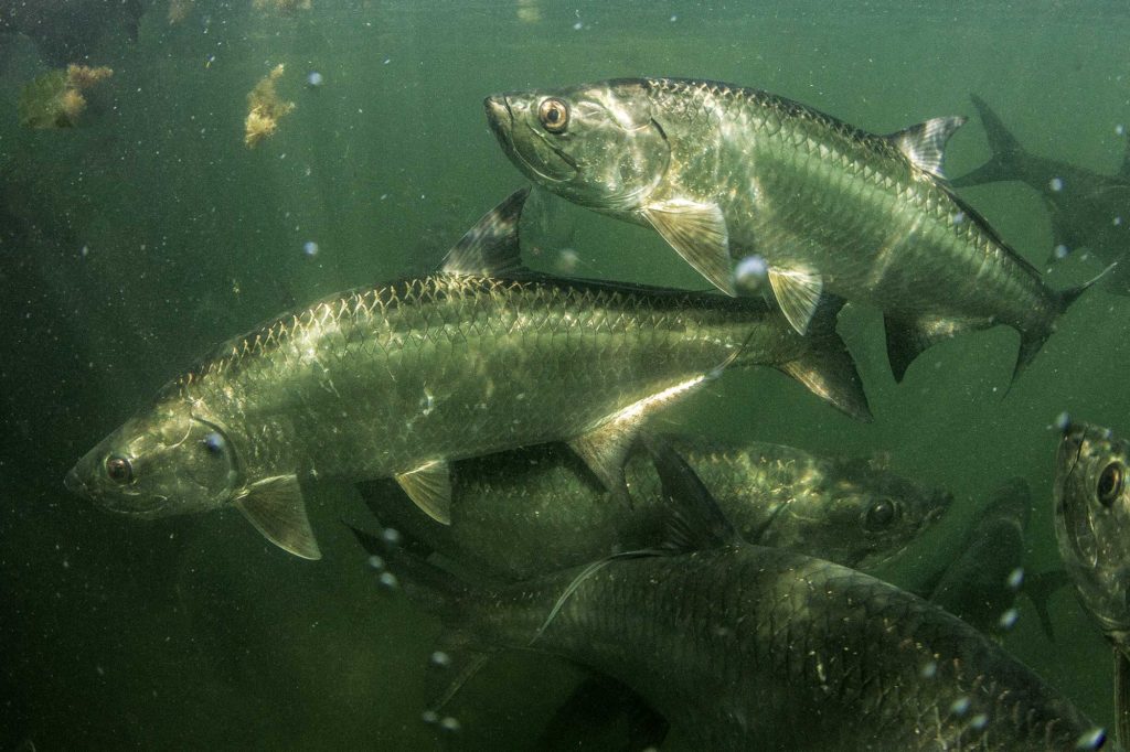 Find and Catch Tarpon Deep in Florida's Backcountry