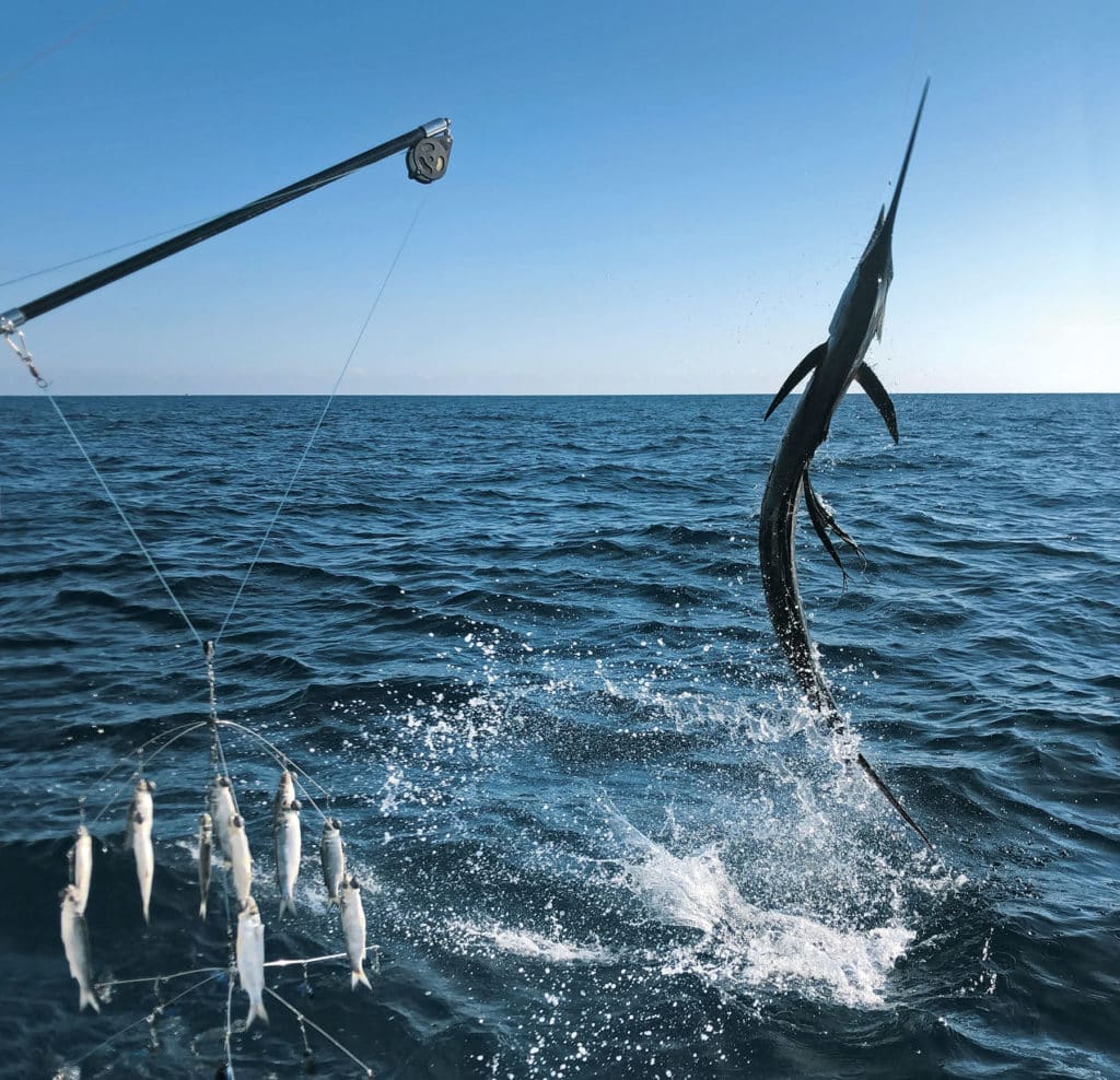 Using a boom to catch a sailfish