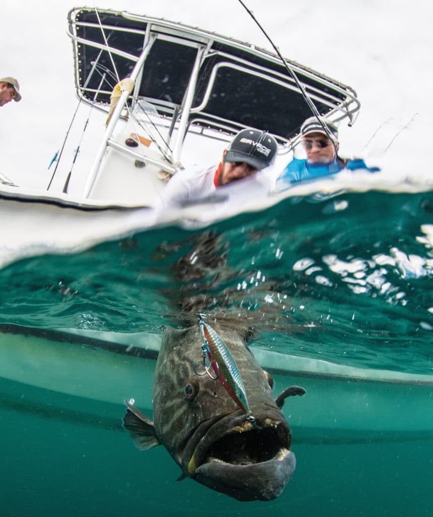 Grouper caught while slow-pitch jigging