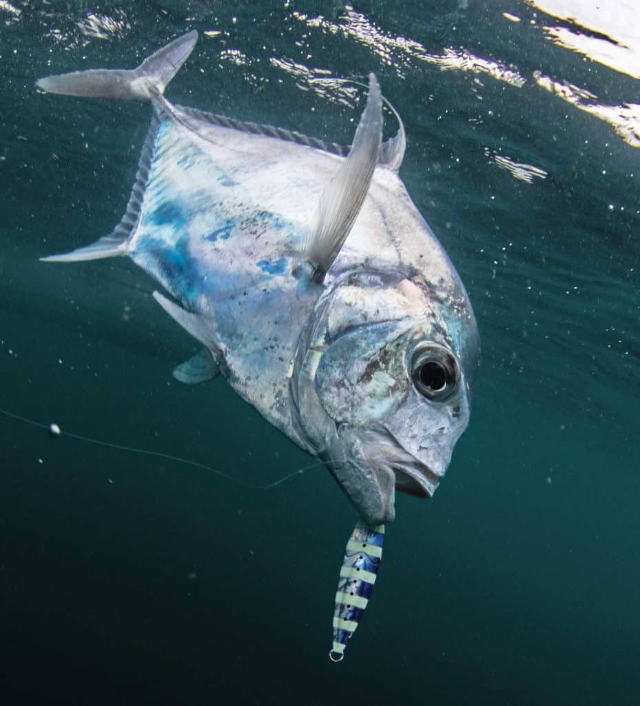 African pompano caught on a jig